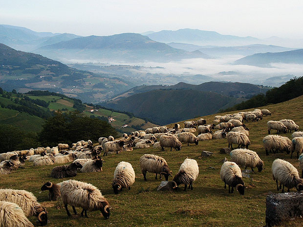 sheep-hills.jpg